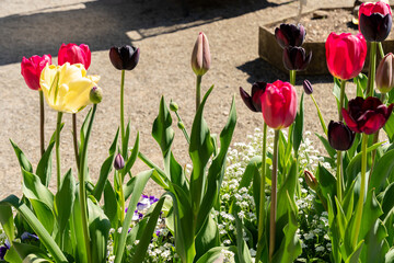 Tulip flowers in Saint Gallen in Switzerland 19.4.25