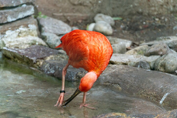 flamingo in the water