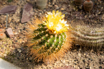 Parodia Echinopsoides plant in Saint Gallen in Switzerland 19.4.25
