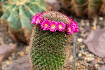 Mammillaria sp plant in Saint Gallen in Switzerland 19.4.25
