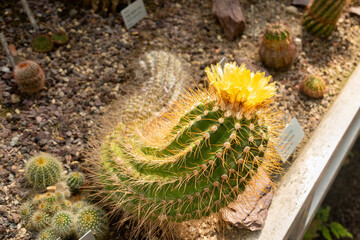 Parodia Echinopsoides plant in Saint Gallen in Switzerland 19.4.25