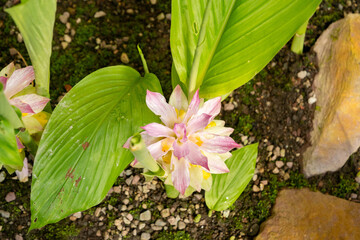 Curcuma Longa plant in Saint Gallen in Switzerland 19.4.25
