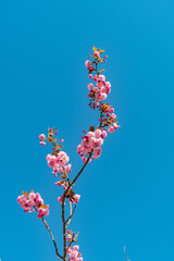 Japanese cherry or Prunus Serrulata Kanzan plant in Saint Gallen in Switzerland 19.4.25
