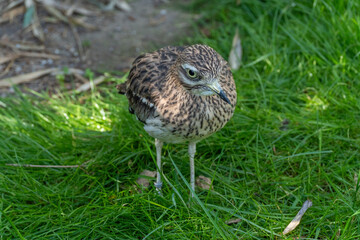 bird in the grass