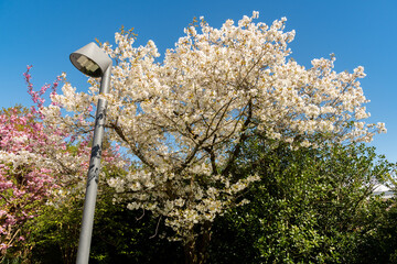 Japanese cherry or Prunus Serrulata Jo Nioi plant in Saint Gallen in Switzerland 19.4.25