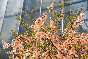 Flowering quince or Chaenomeles Speciosa Grandiflora plant in Saint Gallen in Switzerland 19.4.25