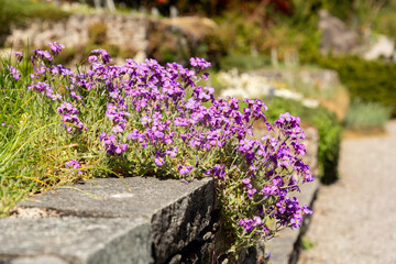 Aubrieta Pinardii plant in Saint Gallen in Switzerland 19.4.25