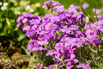 Fototapeta premium Aubrieta Pinardii plant in Saint Gallen in Switzerland 19.4.25