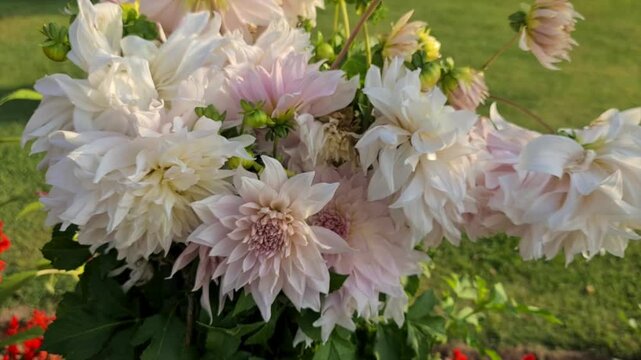 Chashme Shahi white flowers Beautifully terraced garden and a colorful flowers make Chashma Shahi beautiful than any other parks and gardens of Kashmir. Shah Jahan's creation it.