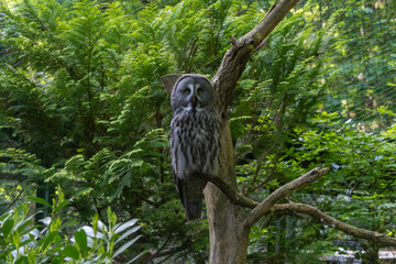 great horned owl
