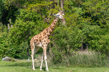 giraffe eating grass