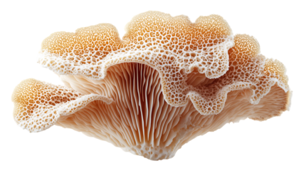 Mushroom identification guide: close up of a polypore mushroom with unique texture and gills on transparent background