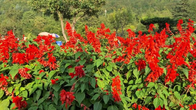 Red flowers Chashme Shahi Beautifully terraced garden and a colorful flowers make Chashma Shahi beautiful than any other parks and gardens of Kashmir. Shah Jahan's creation it.