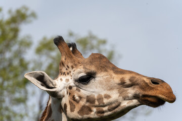 portrait of a giraffe