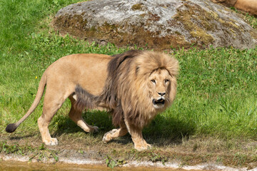 lion in the grass © PixRD