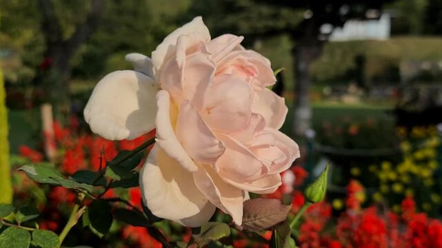 Flower Chashme Shahi Beautifully terraced garden and a colorful flowers make Chashma Shahi beautiful than any other parks and gardens of Kashmir. Shah Jahan's creation it.