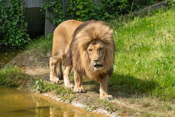 lion in the grass © PixRD