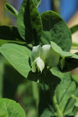White flower of a pea