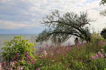 Spring landscape with lake and trees