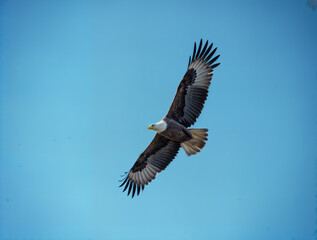 Fototapeta premium American bald eagle