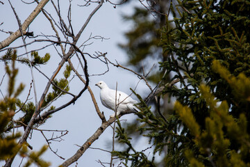 Willow ptarmigan feeding on a cold winter day