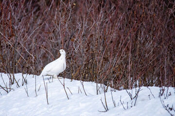 Willow ptarmigan feeding on a cold winter day