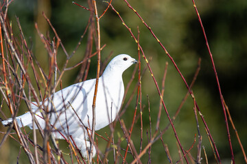 Close-up view of a willow ptarmigan feeding on a cold winter day
