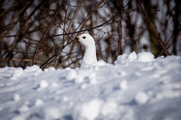 Close-up view of a willow ptarmigan feeding on a cold winter day