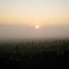 Serene vineyard at sunrise fog gently lifting soft haze enveloping sun casting warm glow over lush green vines