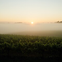 Serene vineyard at sunrise fog gently lifting soft haze enveloping sun casting warm glow over lush green vines