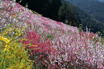 山里の斜面をを彩る花桃　（高知県　仁淀川町久喜）