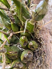 background of some orchid bulbs