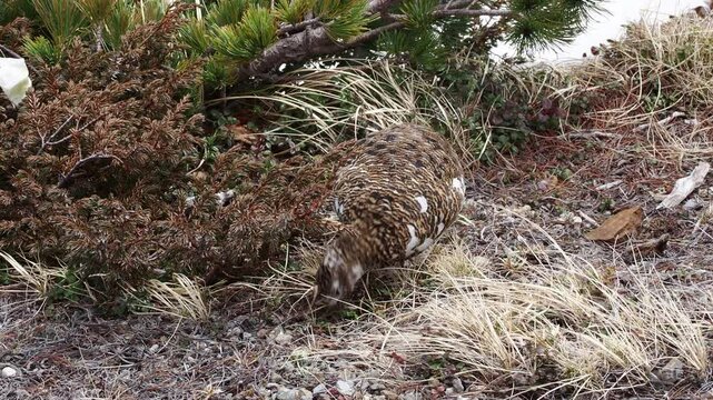 初夏の立山の室堂山頂の可愛い雷鳥の姿