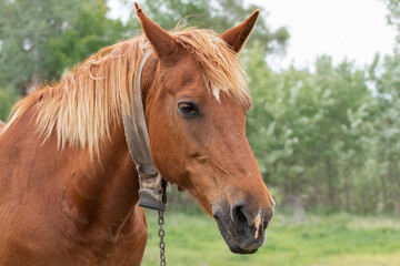 Obraz premium Closeup of a domestic horse.Adult brown horse grazing in meadow in summer.