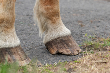 Horse Front Hooves Close-Up.Horse's hooves without shoes.