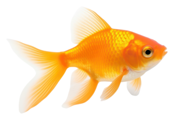 PNG A gold fish goldfish animal