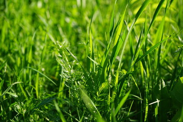 Green herbaceous plants. Fresh grass. Close-up. Sunny day. Beautiful bright nature background. Spring. Forest glade. Outdoors environment eco ecology concept.