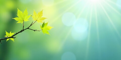 Serene Springtime Branch with Vibrant New Leaves Basking in Gentle Sunlight, a Symbol of Growth and Renewal