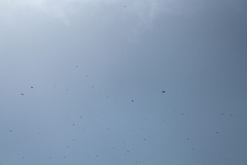 Flying ant day, flock of black headed gulls in flight, Hundreds of birds in a flight on a blue sky
