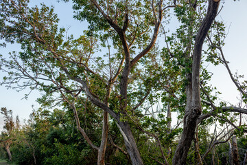 tropical trees on an island