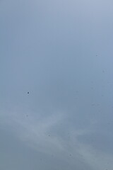 Flying ant day, flock of black headed gulls in flight, Hundreds of birds in a flight on a blue sky
