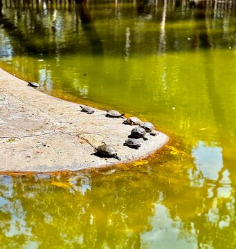 Turtles Sunbathing on Stone Decoration by Olive-Green Water in Parque Reina Sof&iacute;a, Guardamar del Segura