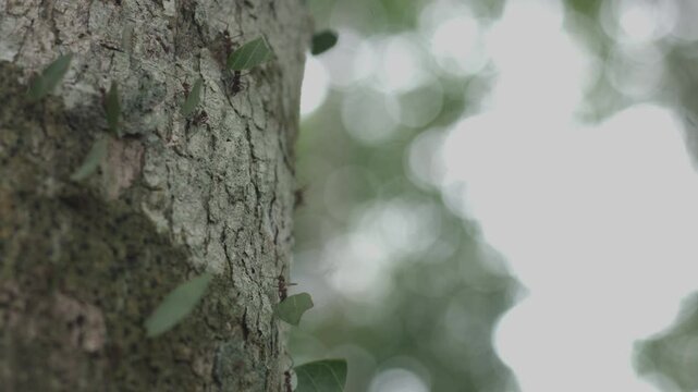 Plano detalle hormigas en &aacute;rbol