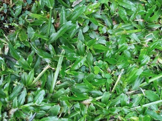 close up of green leaves