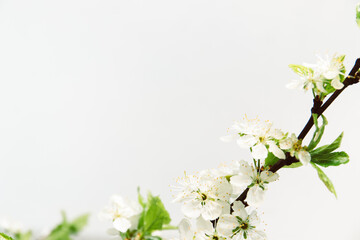 Branch of cherry blossom on white background, macro photography