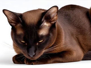 Charming Chocolate Burmese Cat Kneading Soft Cushion Captures Heartwarming Pet Behavior And Feline Home Lifestyle