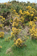 Blooming gorse hedge at Killarney National Park in Ireland