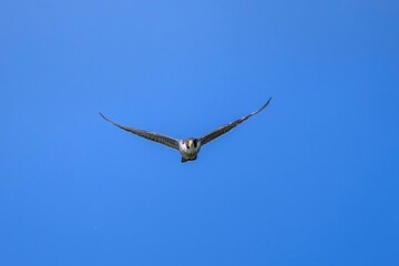 青空バックに悠然と飛ぶハヤブサの飛翔シーン