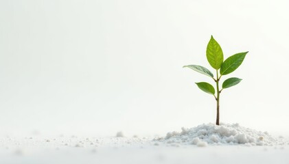 Delicate young tree, single sprout on stark white , white background, isolated, plant