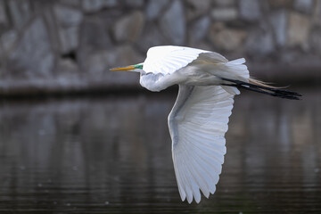 Closeup of a great egret in flight.
